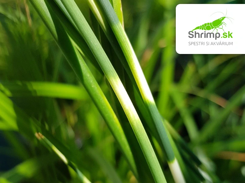 Scirpus tabermont 'Zebrinus' – košík 9x9 cm
