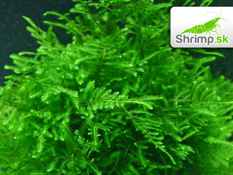 Peacock Moss - Taxiphyllum spec. - in vitro 100 ml