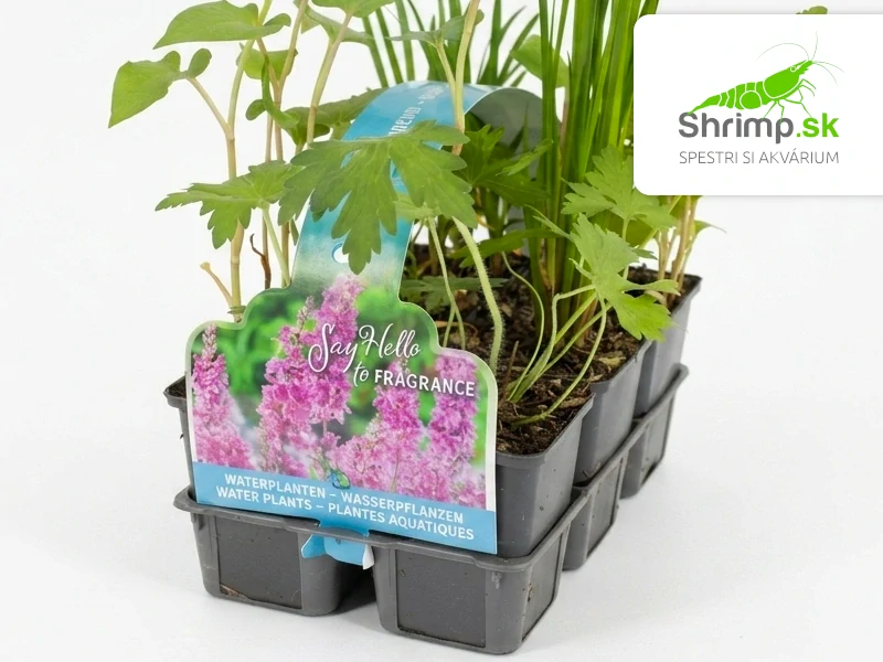 Mix voňavých rastlín – 6 druhov (zóna 1–2)