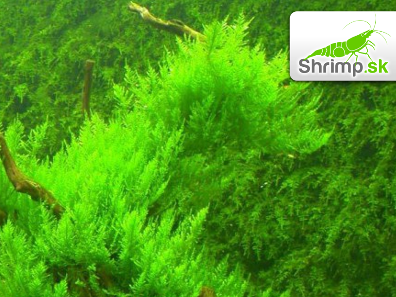Erect Moss - Vesicularia reticulata - in vitro 100 ml