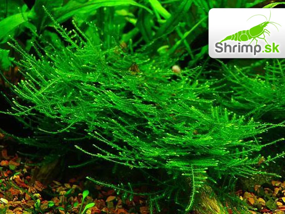 Taiwan Moss - Taxiphyllum alternans - in vitro 100 ml