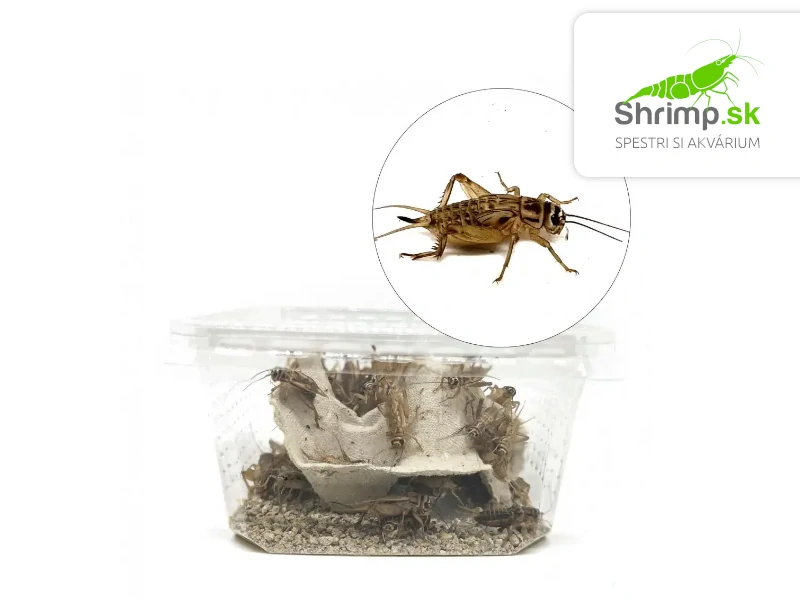 Cvrček domáci (Acheta domestica) M 70 ks – živé krmivo
