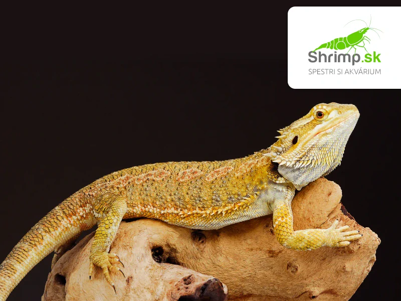 Agama bradatá - Pogona vitticeps