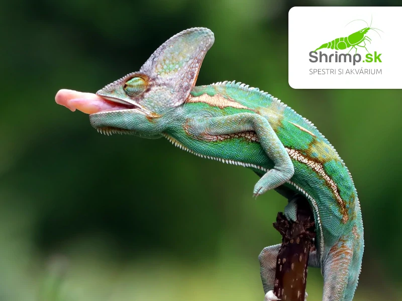 Chameleón jemenský - Chamaeleo calyptratus