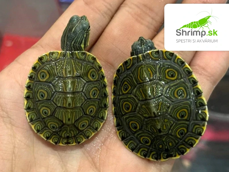 Korytnačka stredoamerická - Trachemys venusta