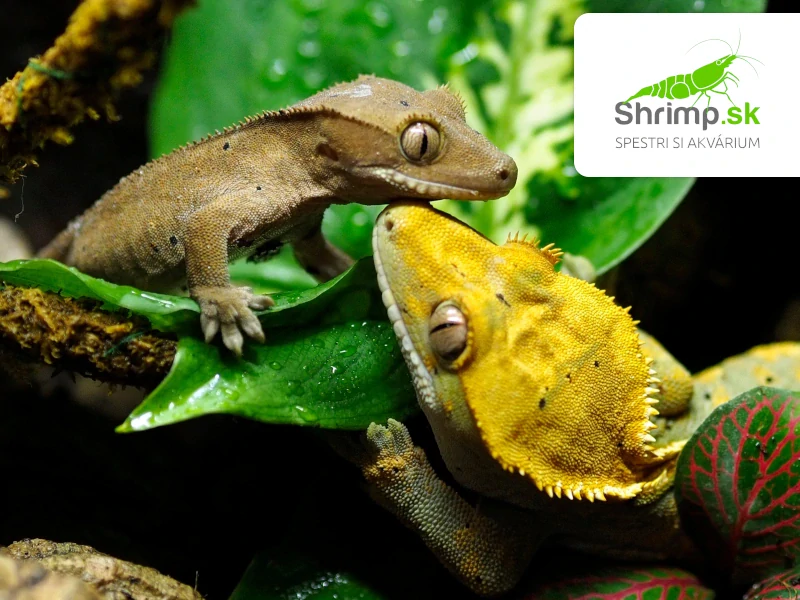 Pagekón riasnatý - Correlophus ciliatus