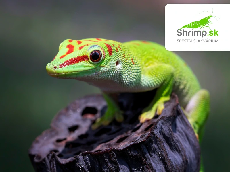 Felzuma madagaskarská - Phelsuma madagascariensis grandis