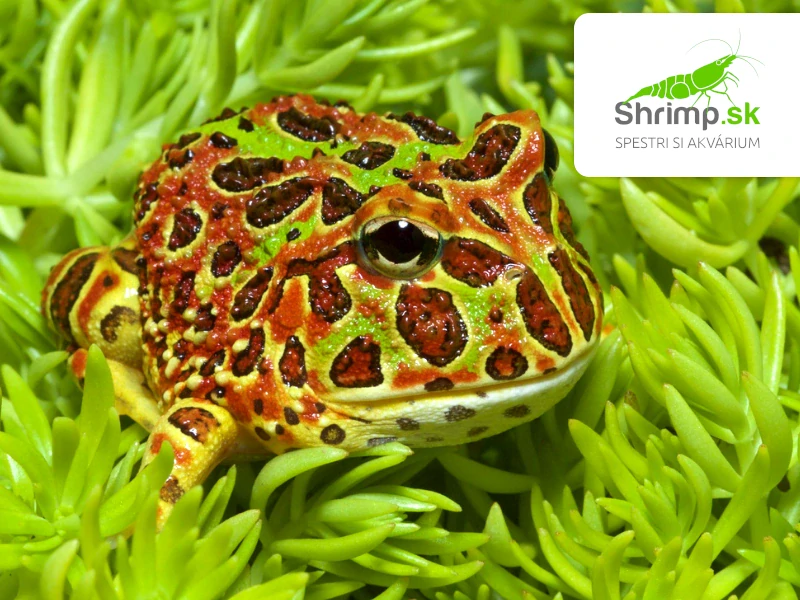 Rohatka Cranwellova - Ceratophrys cranwelli