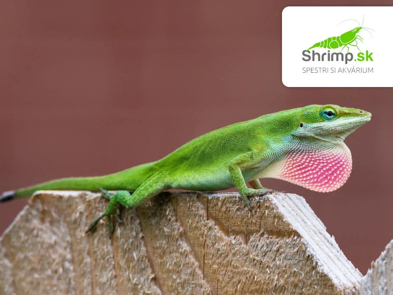 Anolis zelený – Anolis carolinensis