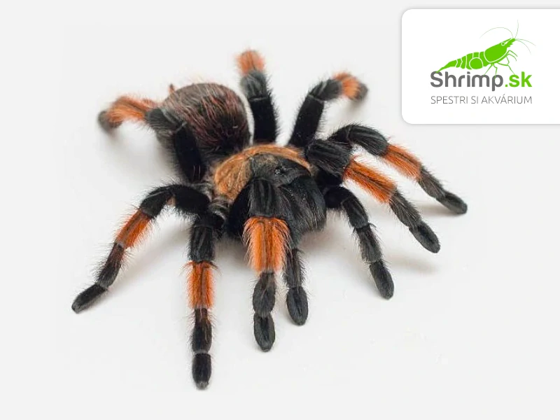 Pavúk Vtáčkar – Brachypelma emilia