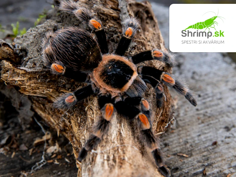 Pavúk Vtáčkar – Brachypelma smithi