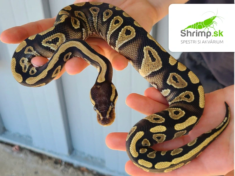 Pytón kráľovský – Python regius