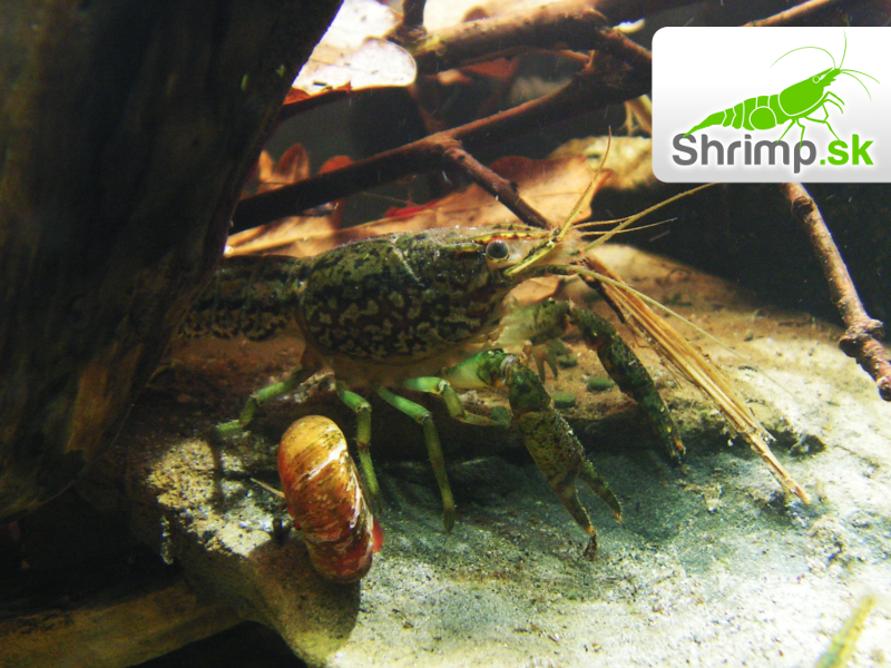 Rak mramorový (Procambarus fallax)