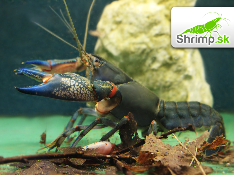 Rak Cherax destructor (6 - 7 cm)