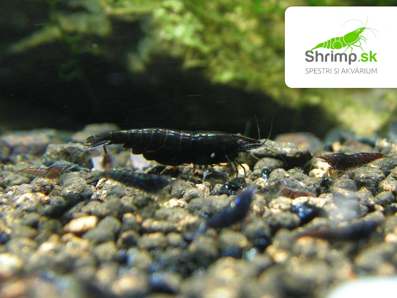 Black rose - Neocaridina davidi