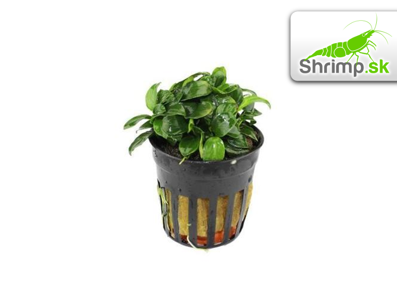 Anubias nana bonsai (micro) - košík