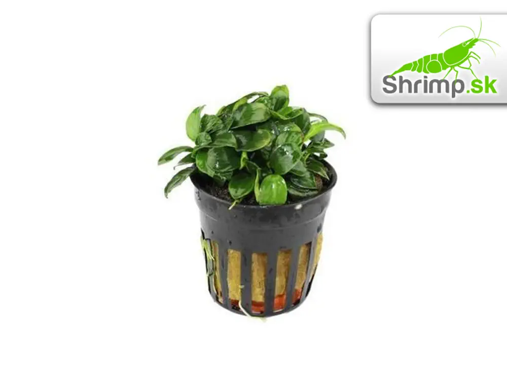 Anubias nana bonsai (micro) - košík