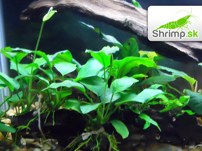 Anubias barteri - košík