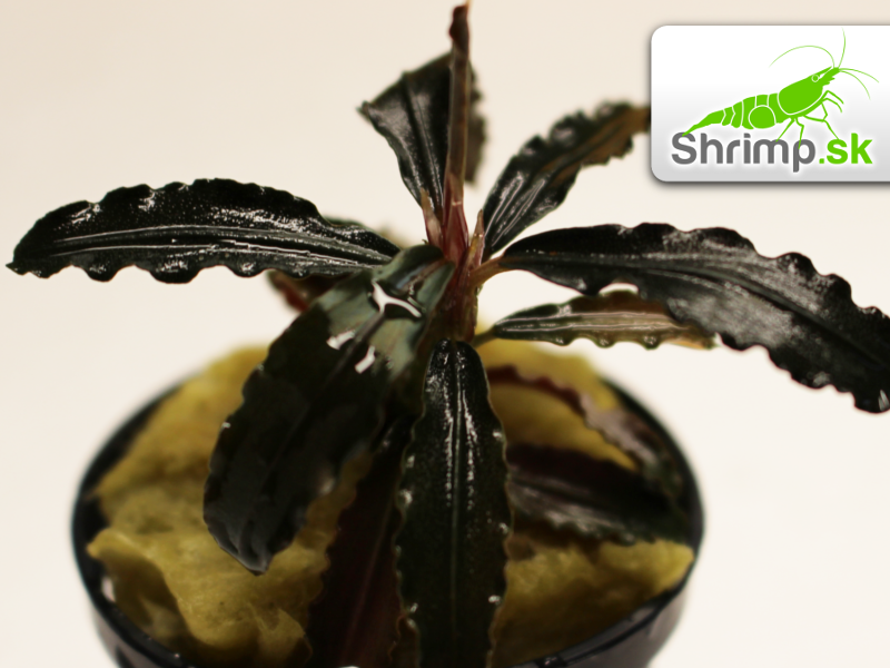 Bucephalandra Godzilla Kedagang red - košík
