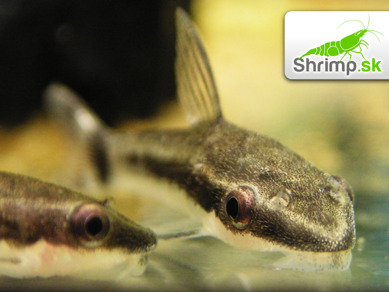 Prísavník jednopruhý - Otocinclus affinis