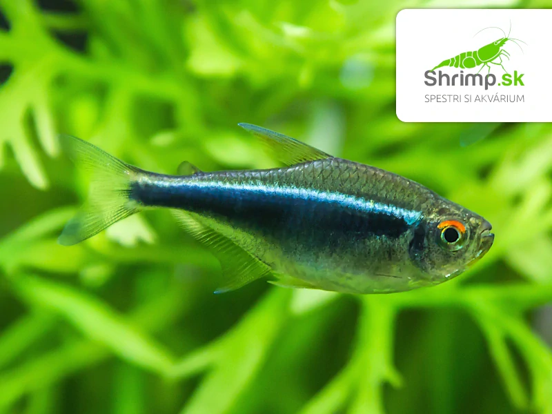 Neonka čierna 10 ks - Hyphessobrycon herbertaxelrodi