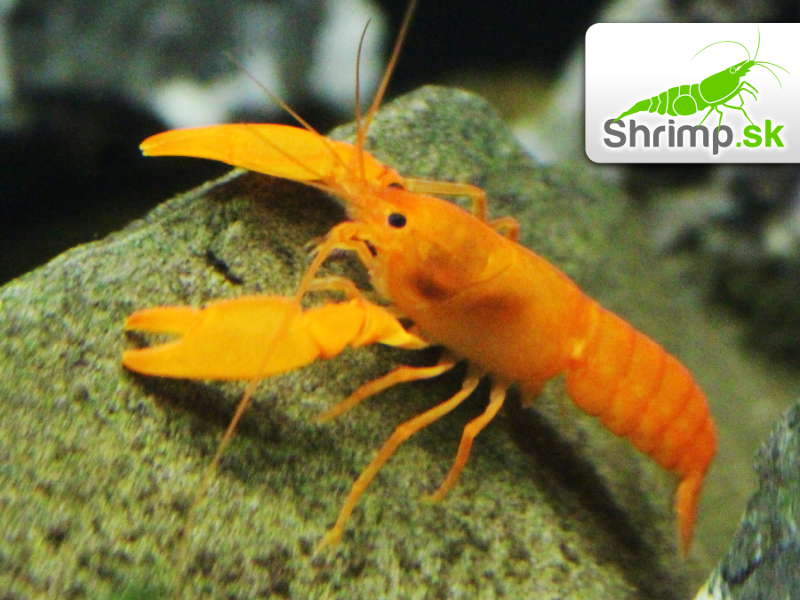 Rak Sunshine Apricot - Cherax snowden 