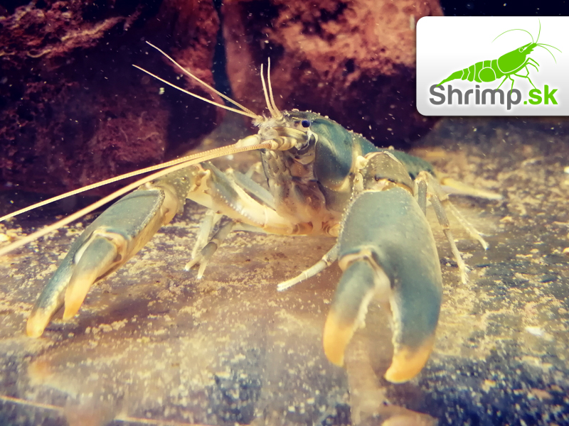 Rak Orange Tip - Cherax snowden - samec