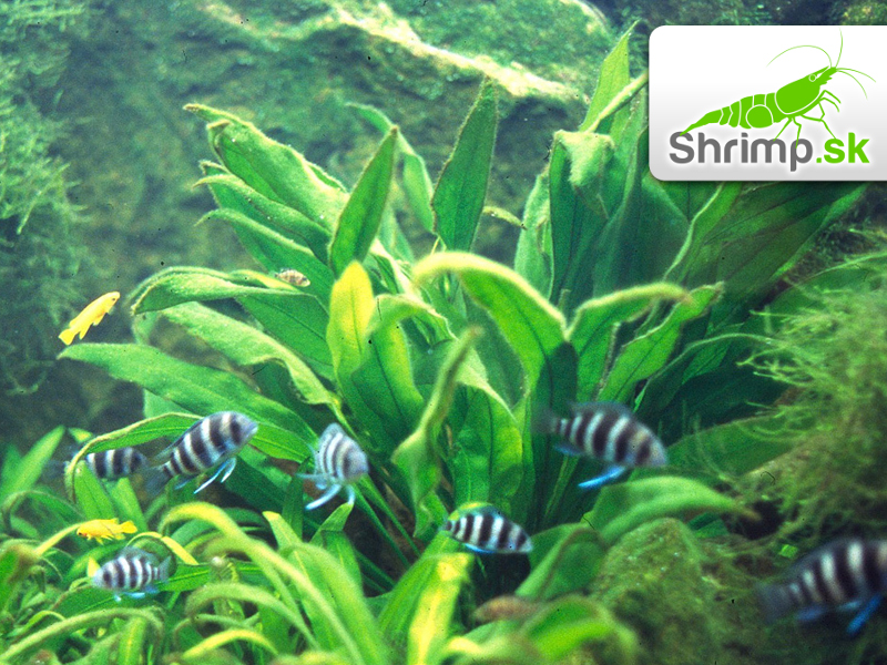 Echinodorus amazonicus - košík