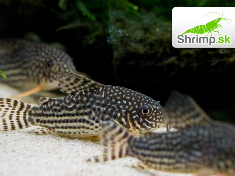 Pancierniček Sterbov - Corydoras sterbai