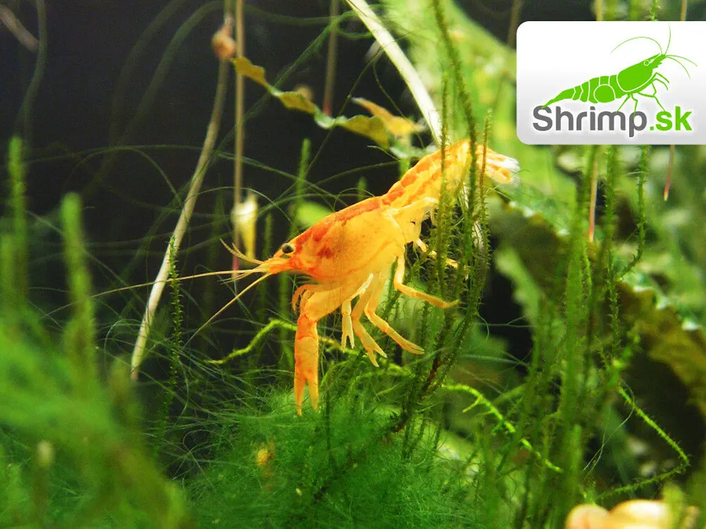 CPO Mini ráčik - Cambarellus patzcuarensis orange