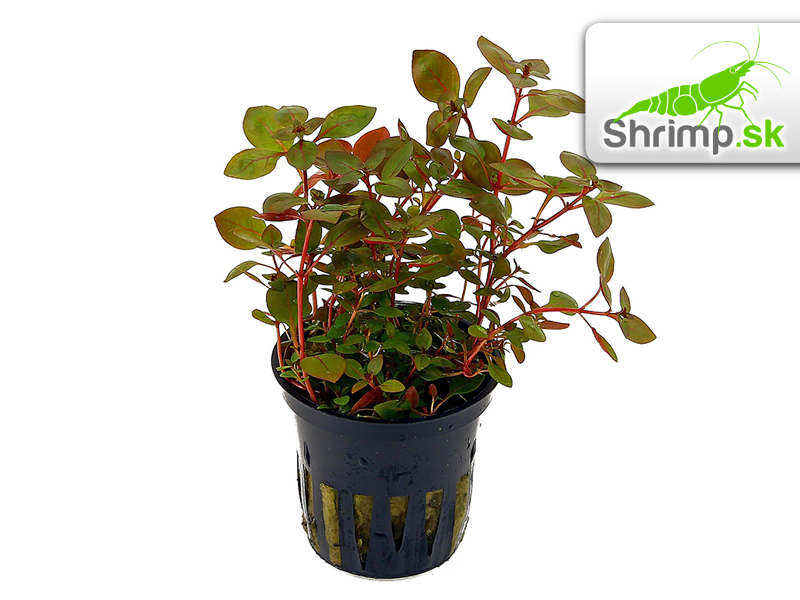 Ludwigia sp. Super Red - košík
