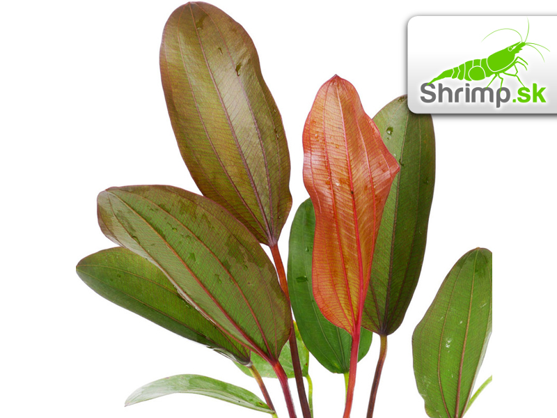 Echinodorus Hot Pepper - košík