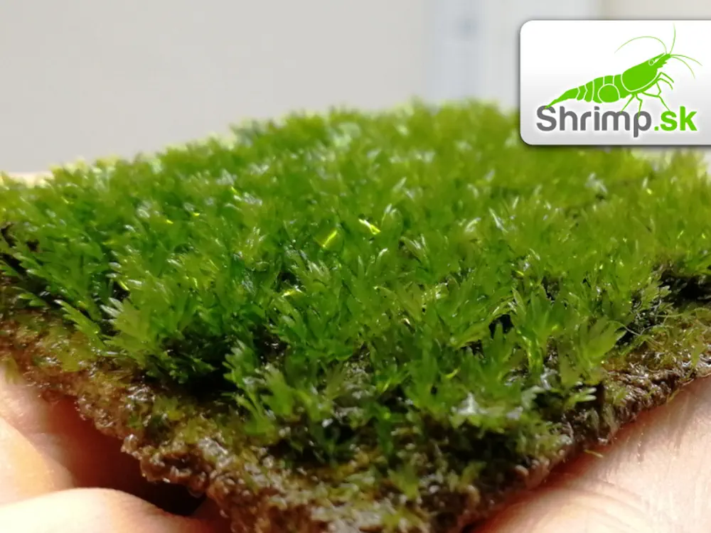 Fissidens Mini - Fissidens nobilis 5 x 5 cm