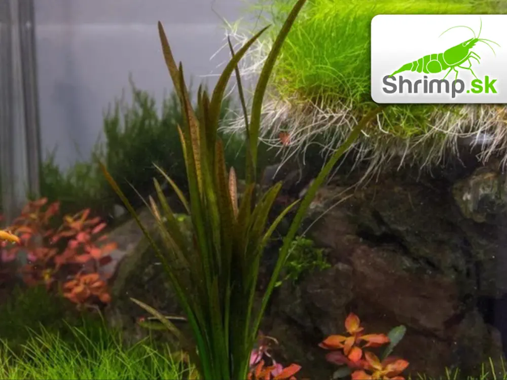 Vallisneria leopard - košík