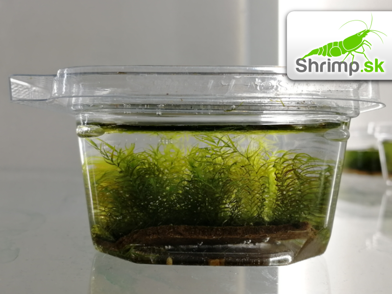 Fissidens Fontanus - Phoenix moss 5 x 5 cm