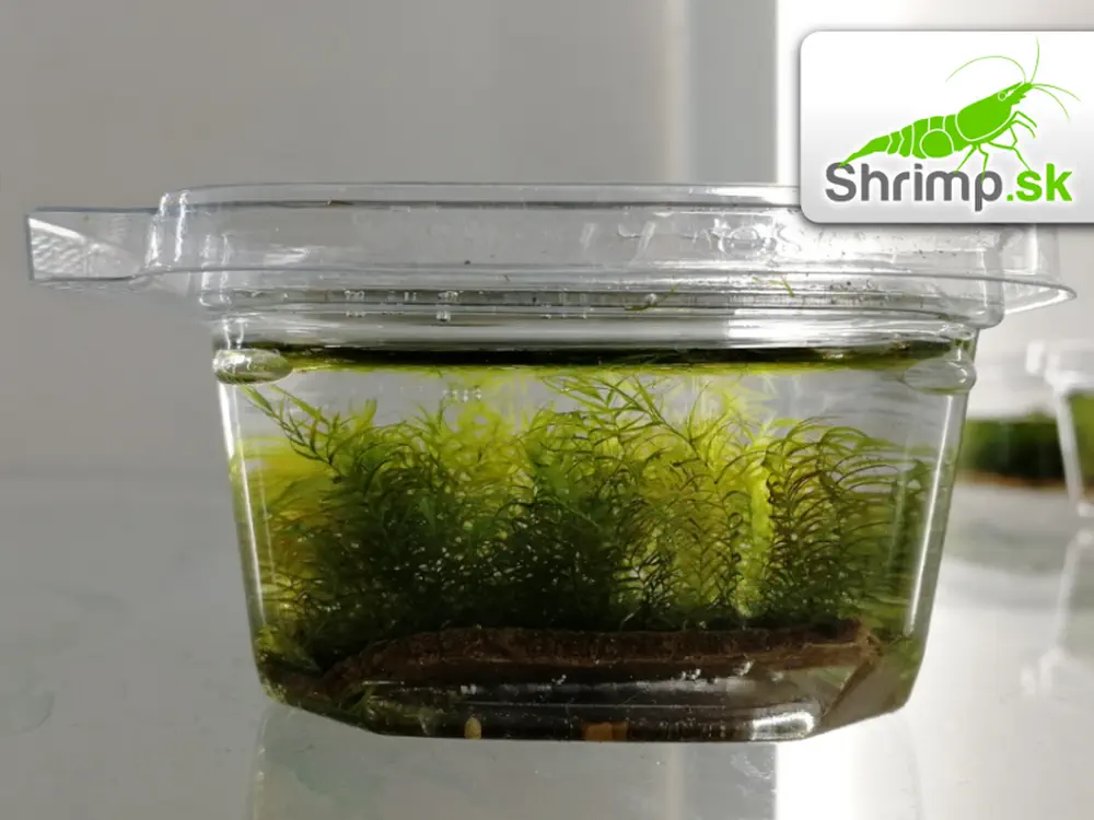 Fissidens Fontanus - Phoenix moss 5 x 5 cm