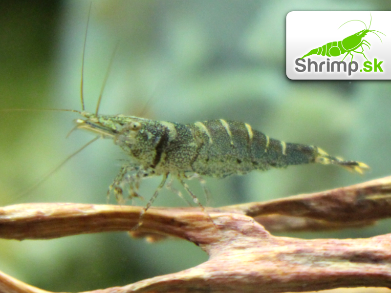 Towuti Tiger Shrimp - Caridina masapi