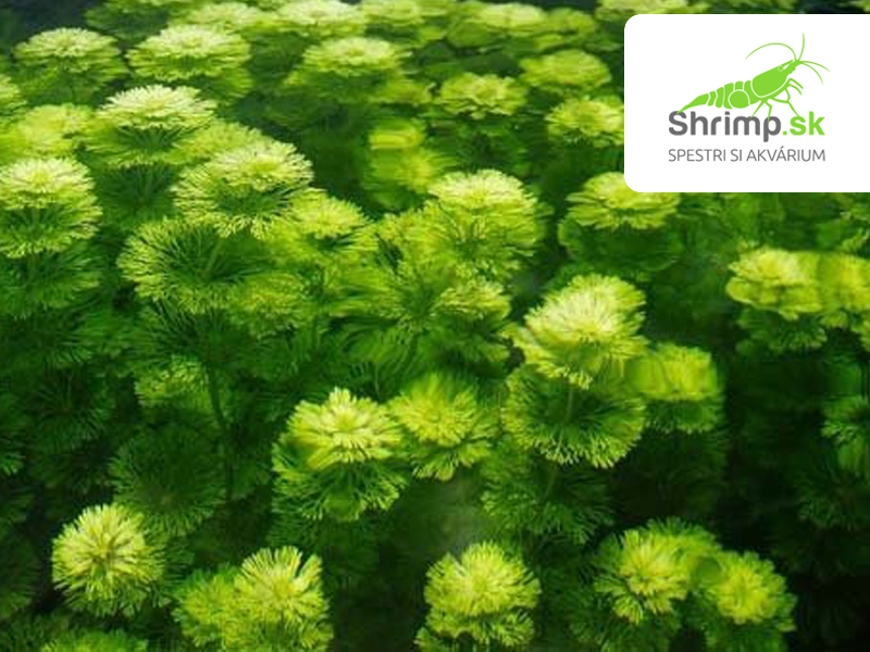 Limnophila sessiliflora - košík