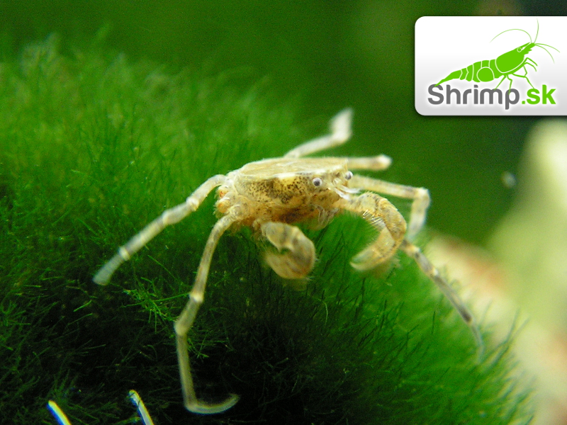 Mikro Krab - Limnopilos naiyanetri