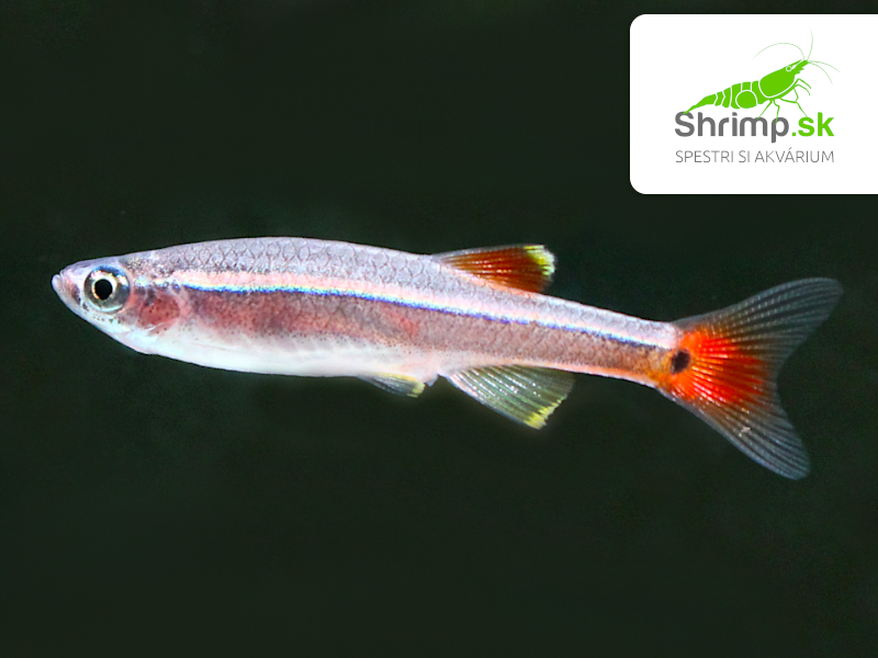 Kardinálka čínska - Tanichthys albonubes