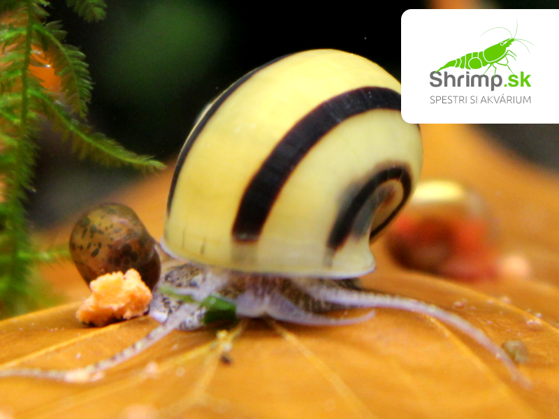 Mini ampulária špirálová - Asolene spixi