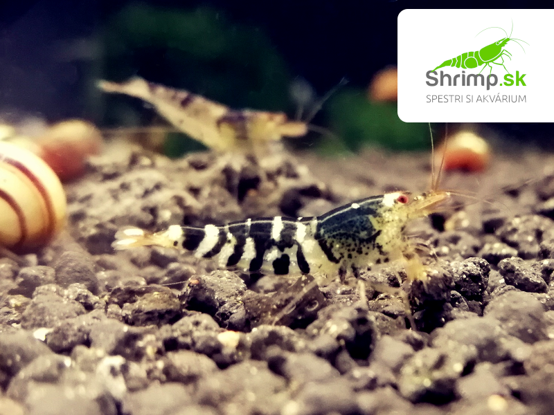 Taitibee - Caridina sp.