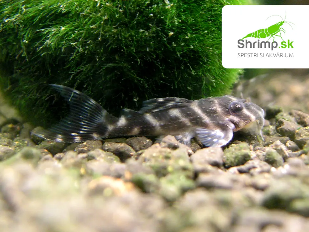 Prísavník King tiger pleco L066 (2-3 cm) - Hypancistrus sp. L066