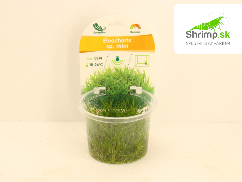Eleocharis sp. mini - in vitro 100 ml