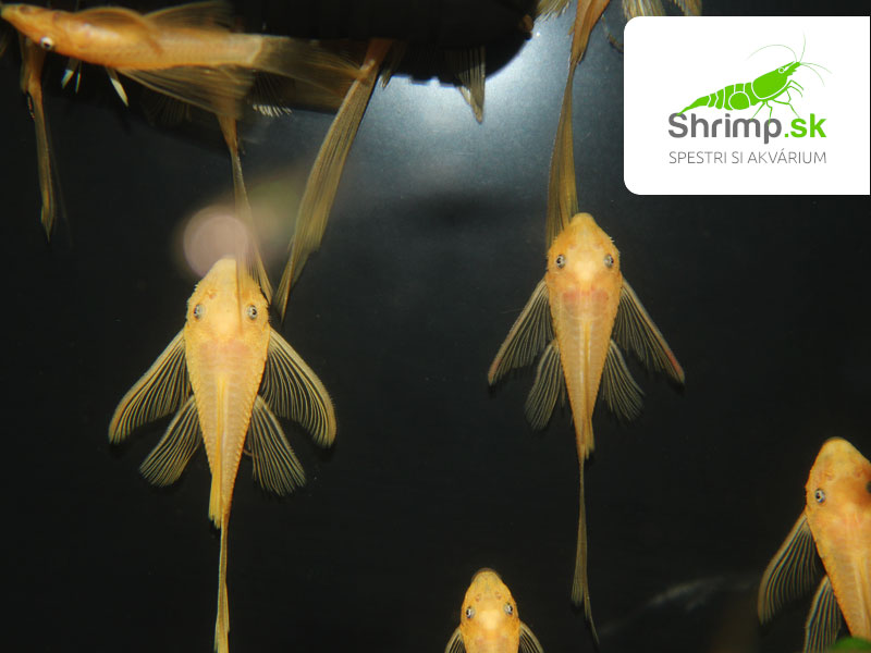 Prísavník L144 Long fin - Ancistrus sp. (L144 Long fin)