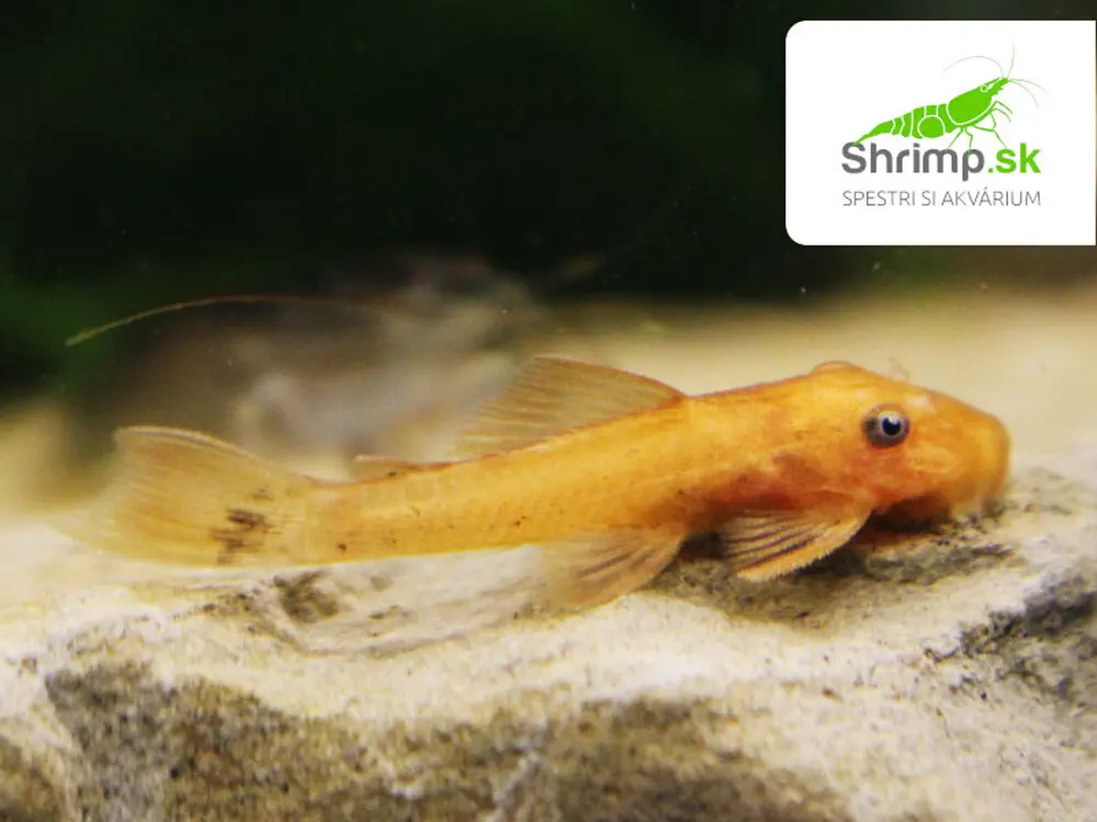 Prísavník Super red - Ancistrus sp. (Super red)