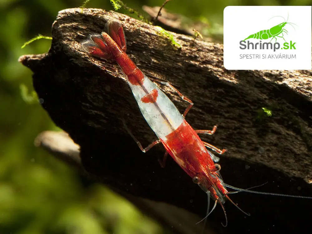 Red Rili 20 ks - Neocaridina davidi
