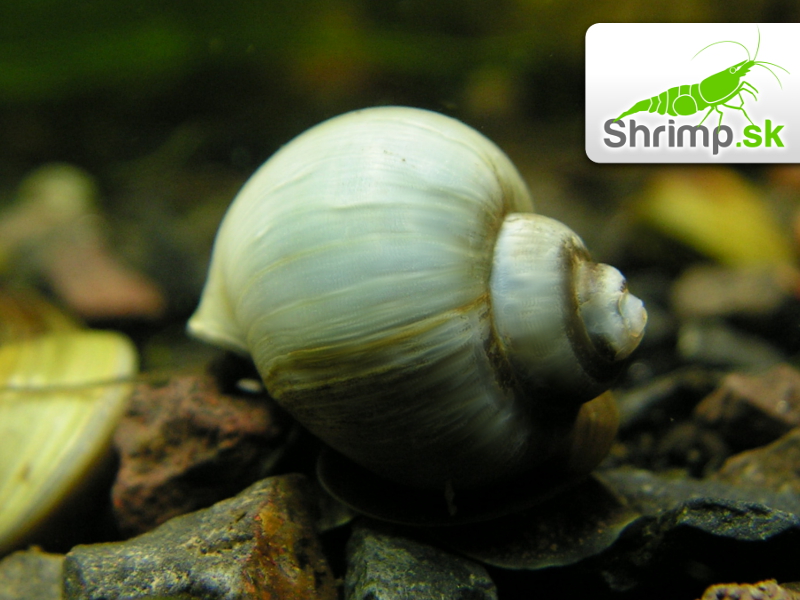 Slimák Ampulária modrá - Ampullaria australis
