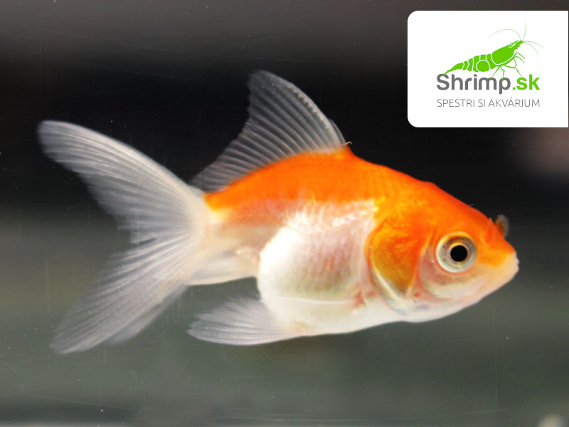 Závojnatka Red&white - Carassius auratus