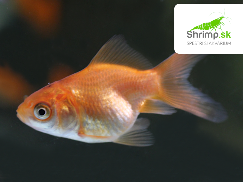 Závojnatka Red oranda - Carassius auratus